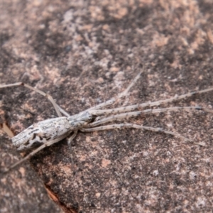 Tetragnatha sp. (genus) at Stromlo, ACT - 9 Feb 2021 01:01 PM