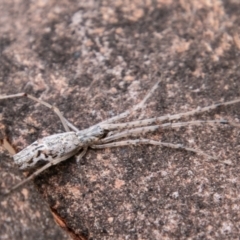 Tetragnatha sp. (genus) (Long-jawed spider) at Cooleman Ridge - 9 Feb 2021 by SWishart