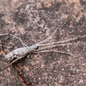 Tetragnatha sp. (genus) at Stromlo, ACT - 9 Feb 2021