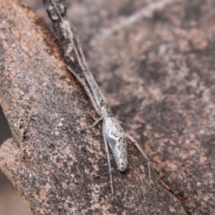 Tetragnatha sp. (genus) at Stromlo, ACT - 9 Feb 2021