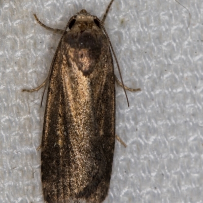 Athetis tenuis (Plain Tenuis Moth) at Melba, ACT - 11 Feb 2021 by Bron