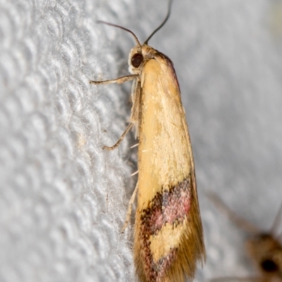 Coeranica isabella (A Concealer moth) at Melba, ACT - 11 Feb 2021 by Bron