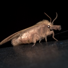 Pararguda nasuta (Wattle Snout Moth) at Melba, ACT - 11 Feb 2021 by Bron