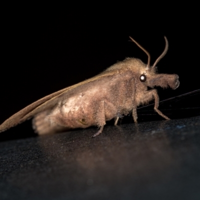 Pararguda nasuta (Wattle Snout Moth) at Melba, ACT - 10 Feb 2021 by Bron