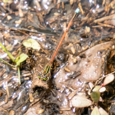 Ischnura aurora (Aurora Bluetail) at Stromlo, ACT - 9 Feb 2021 by SWishart