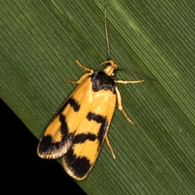 Eulechria ophiodes (A Concealer moth) at Melba, ACT - 10 Feb 2021 by Bron