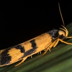 Eulechria ophiodes at Melba, ACT - 11 Feb 2021