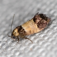 Eupselia axiepaena (A Twig moth) at Melba, ACT - 11 Feb 2021 by Bron