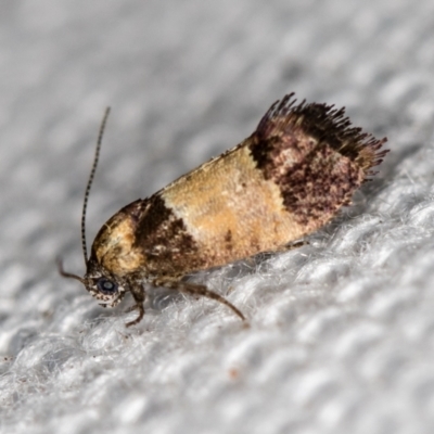 Eupselia axiepaena (A Twig moth) at Melba, ACT - 10 Feb 2021 by Bron