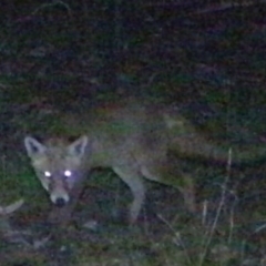 Vulpes vulpes (Red Fox) at Tuggeranong DC, ACT - 16 Feb 2021 by ChrisHolder