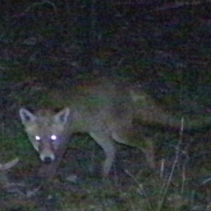 Vulpes vulpes at Tuggeranong DC, ACT - 17 Feb 2021