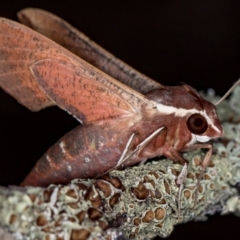 Hippotion scrofa (Coprosma Hawk Moth) at Melba, ACT - 9 Feb 2021 by Bron