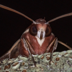 Hippotion scrofa at Melba, ACT - 10 Feb 2021