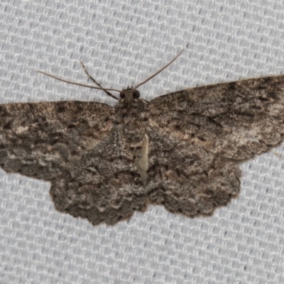 Ectropis fractaria (Ringed Bark Moth) at Melba, ACT - 10 Feb 2021 by Bron