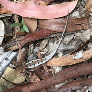 Rankinia diemensis at Cotter River, ACT - 21 Feb 2021