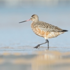 Limosa lapponica (Bar-tailed Godwit) at Pambula - 21 Feb 2021 by Leo