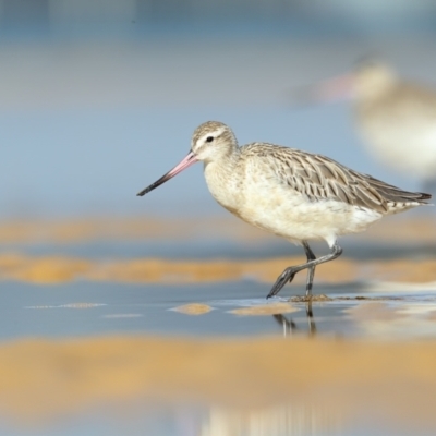 Limosa lapponica (Bar-tailed Godwit) at Merimbula, NSW - 21 Feb 2021 by Leo