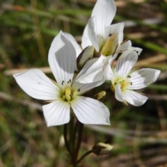 Gentianella muelleriana subsp. jingerensis (Mueller's Snow-gentian) at Cotter River, ACT - 20 Feb 2021 by MatthewFrawley