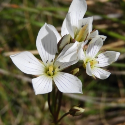 Gentianella muelleriana subsp. jingerensis (Mueller's Snow-gentian) at Cotter River, ACT - 20 Feb 2021 by MatthewFrawley