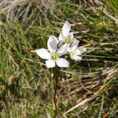 Gentianella muelleriana subsp. jingerensis at Cotter River, ACT - 20 Feb 2021