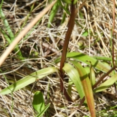 Gentianella muelleriana subsp. jingerensis at Cotter River, ACT - suppressed