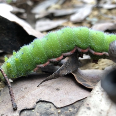 Opodiphthera helena (Helena Gum Moth) at Namadgi National Park - 21 Feb 2021 by simonkel