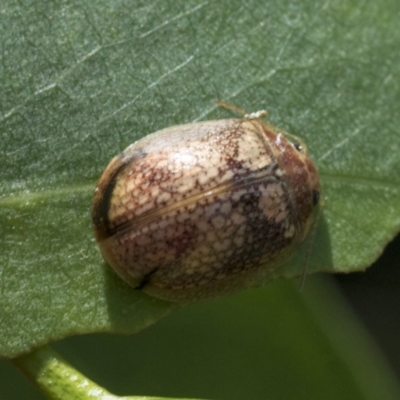 Paropsisterna laesa species complex (Laesa leaf beetle) at Fyshwick, ACT - 10 Feb 2021 by AlisonMilton