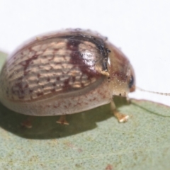 Paropsisterna laesa species complex at Fyshwick, ACT - 10 Feb 2021 10:58 AM