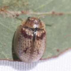 Paropsisterna laesa species complex at Fyshwick, ACT - 10 Feb 2021