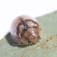 Paropsisterna laesa at Fyshwick, ACT - 10 Feb 2021