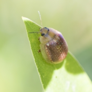 Paropsisterna decolorata at Higgins, ACT - 20 Feb 2021