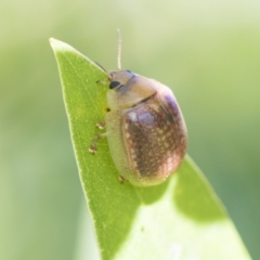 Paropsisterna decolorata at Higgins, ACT - 20 Feb 2021 08:30 AM