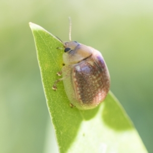 Paropsisterna decolorata at Higgins, ACT - 20 Feb 2021 08:30 AM