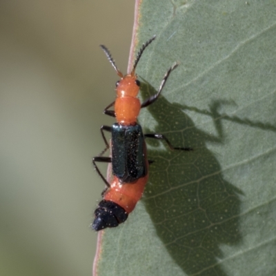 Melyridae (family) (Soft-winged flower beetle) at Acton, ACT - 11 Feb 2021 by AlisonMilton