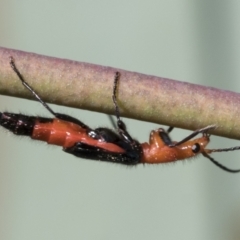 Melyridae (family) at Acton, ACT - 11 Feb 2021