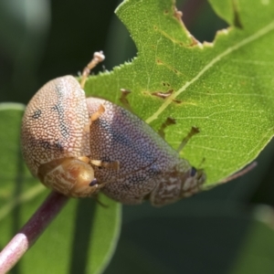 Paropsis atomaria at Higgins, ACT - 13 Feb 2021