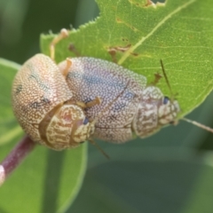 Paropsis atomaria at Higgins, ACT - 13 Feb 2021 12:35 PM