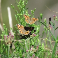 Junonia villida (Meadow Argus) at Stromlo, ACT - 22 Feb 2021 by SandraH