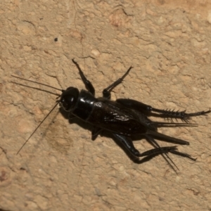 Teleogryllus commodus at Higgins, ACT - 20 Feb 2021