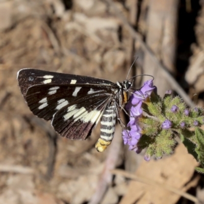 Cruria donowani (Crow or Donovan's Day Moth) at Acton, ACT - 10 Feb 2021 by AlisonMilton