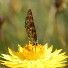 Oreixenica orichora (Spotted Alpine Xenica) at Cotter River, ACT - 20 Feb 2021 by MatthewFrawley