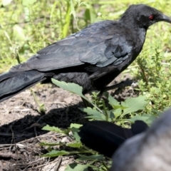 Corcorax melanorhamphos (White-winged Chough) at Downer, ACT - 11 Feb 2021 by AlisonMilton