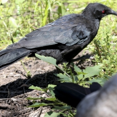 Corcorax melanorhamphos (White-winged Chough) at ANBG - 11 Feb 2021 by AlisonMilton