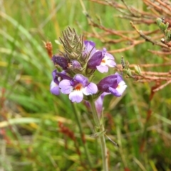 Euphrasia caudata (Tailed Eyebright) at Namadgi National Park - 20 Feb 2021 by MatthewFrawley