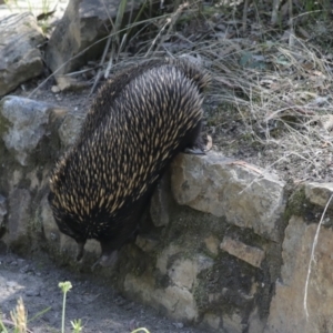 Tachyglossus aculeatus at Downer, ACT - 11 Feb 2021 12:38 PM