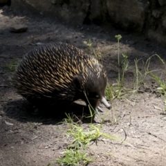 Tachyglossus aculeatus at Downer, ACT - 11 Feb 2021 12:38 PM