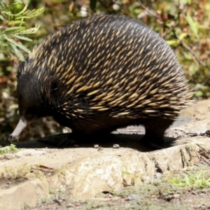 Tachyglossus aculeatus at Downer, ACT - 11 Feb 2021 12:38 PM