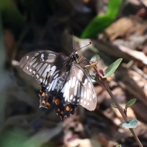 Papilio anactus at Ainslie, ACT - 20 Feb 2021