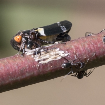 Eurymeloides punctata (Gumtree hopper) at Acton, ACT - 11 Feb 2021 by AlisonMilton