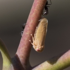 Ipoella sp. (genus) (Leafhopper) at Acton, ACT - 10 Feb 2021 by AlisonMilton